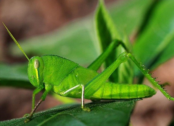 Đố các loại côn trùng thông qua học flashcard cho bé độ tuổi tiểu học