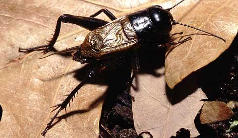 Đố các em biết tên của loại côn trùng này?