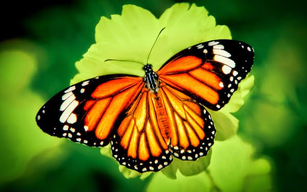 câu đố về côn trùng dành cho bé