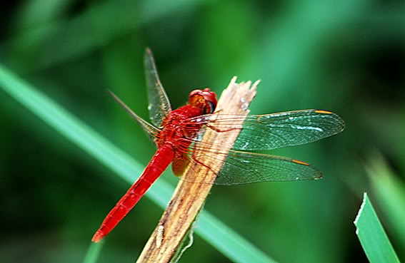 Học từ vựng tiếng anh về côn trùng cho bé, câu hỏi về đố con vật