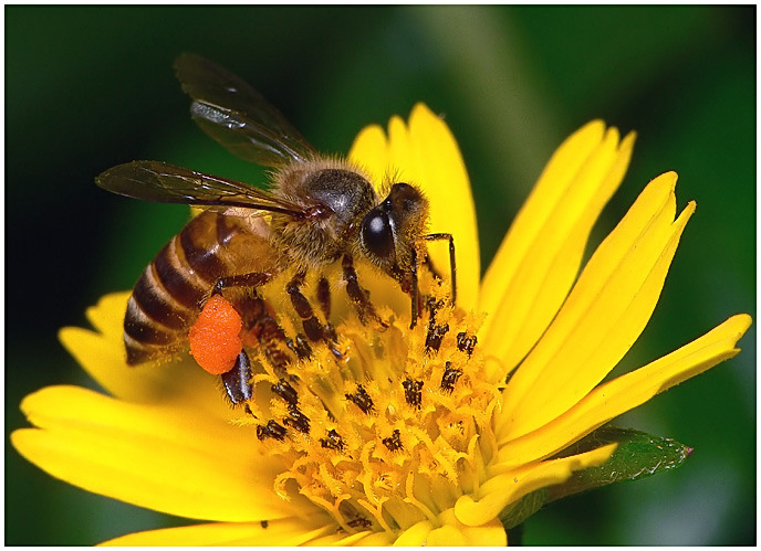 câu đố con vật cho bé chủ đề côn trùng