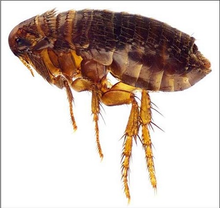 các loại côn trùng