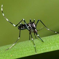 Flashcard học từ vựng cho bé: Chủ đề côn trùng