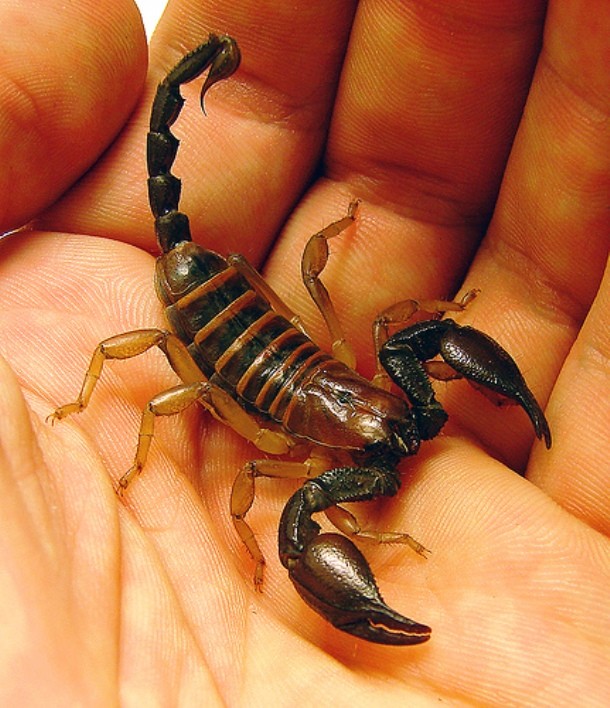 câu đố cho bé về côn trùng - loài bọ cạp