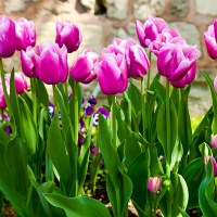 Đề kiểm tra 15 phút môn Tiếng Anh lớp 8 trường THCS Phan Chu Trinh, Buôn Ma Thuột năm học 2016 - 2017