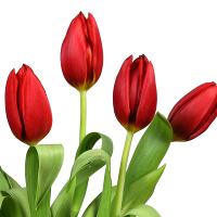 Bài tập Tiếng Anh lớp 6 Chương trình mới Unit 1, 2, 3