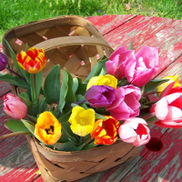 Bài tập Tiếng Anh lớp 8 Unit 6: The young pioneers club Số 3