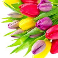 Đề kiểm tra 1 tiết Tiếng Anh lớp 6 Chương trình mới - Lần 1