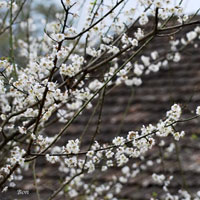 Đề thi học sinh giỏi môn Vật lý lớp 12 trường THPT Lý Thái Tổ, Bắc Ninh năm học 2016 - 2017