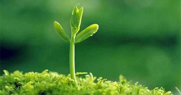 Nghị luận về câu ngạn ngữ “Học tập là hạt giống của kiến thức, kiến thức là hạt giống của hạnh phúc” Nghị luận về câu ngạn ngữ “Học tập là hạt giống của kiến thức, kiến thức là hạt giống của hạnh phúc”