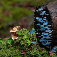 Giải bài tập trang 12, 13 SGK Sinh học lớp 10: Các giới sinh vật