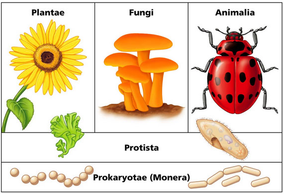 Giải bài tập trang 12, 13 SGK Sinh học lớp 10: Các giới sinh vật