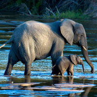 Giải bài tập trang 9 SGK Sinh học lớp 10: Các cấp tổ chức của thế giới sống