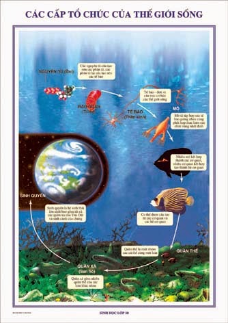 Giải bài tập trang 9 SGK Sinh học lớp 10: Các cấp tổ chức của thế giới sống Giải bài tập trang 9 SGK Sinh học lớp 10: Các cấp tổ chức của thế giới sống