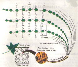 Giải bài tập trang 22 SGK Sinh học lớp 10: Cacbohiđrat và lipit Giải bài tập trang 22 SGK Sinh học lớp 10: Cacbohiđrat và lipit