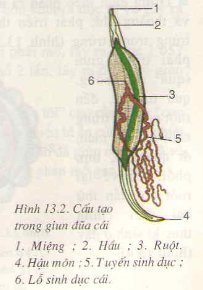 Giải bài tập 1, 2, 3 trang 49 SGK Sinh 7