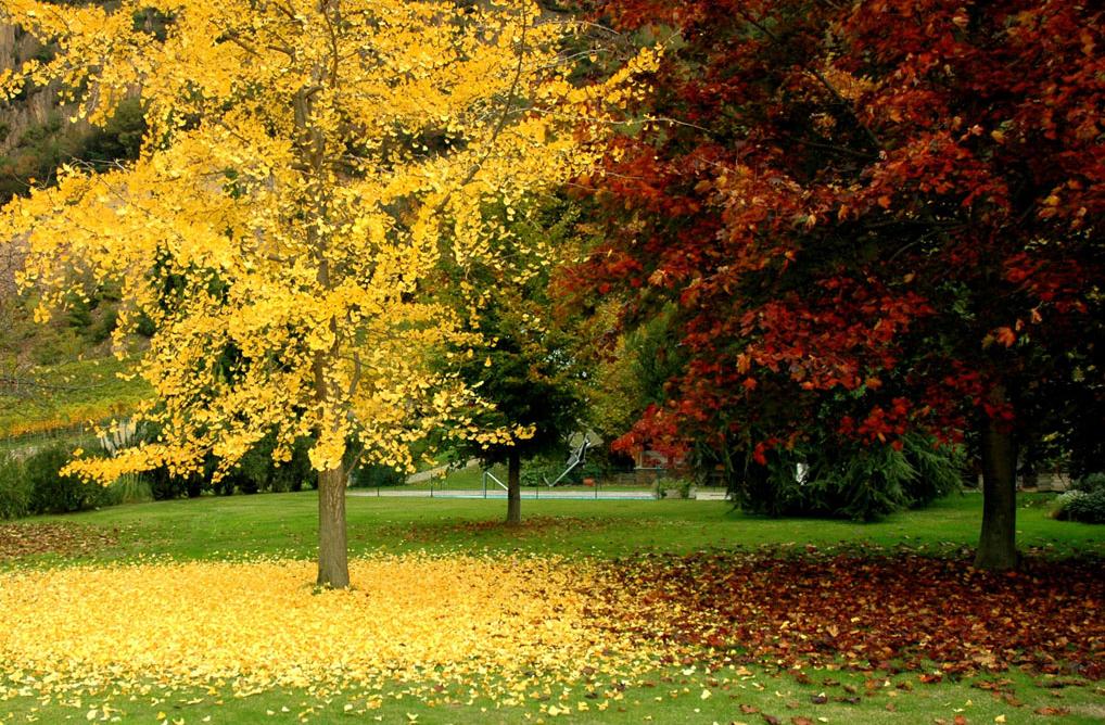 Suy nghĩ của em về hình ảnh hai cây phong trong tác phẩm Người thầy đầu tiên của Ai-ma-tốp Suy nghĩ của em về hình ảnh hai cây phong trong tác phẩm Người thầy đầu tiên của Ai-ma-tốp