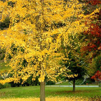 Văn mẫu lớp 8: Suy nghĩ của em về hình ảnh hai cây phong trong tác phẩm Người thầy đầu tiên của Ai-ma-tốp