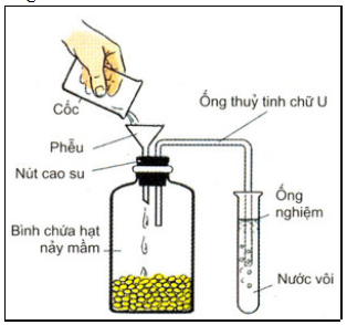 Đề thi học kỳ I môn Sinh học lớp 11