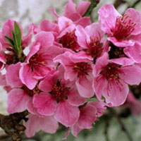 Văn mẫu lớp 9: Thuyết minh về cây hoa đào