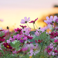 Bài tập tiếng Anh lớp 10 Unit 3