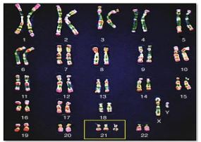 Đề thi minh họa THPT quốc gia môn Sinh học Đề thi minh họa THPT quốc gia môn Sinh học