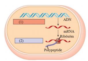Đề thi minh họa THPT quốc gia môn Sinh học Đề thi minh họa THPT quốc gia môn Sinh học