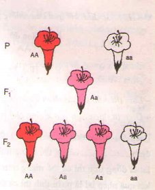Bài tập môn Sinh học lớp 9 Bài tập môn Sinh học lớp 9
