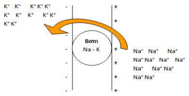 Giải bài tập trang 116 SGK Sinh học lớp 11
