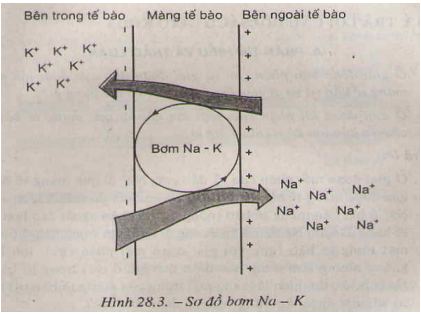 Giải bài tập trang 116 SGK Sinh học lớp 11