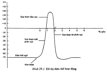Sơ đồ điện thế hoạt động Giải bài tập trang 120 SGK Sinh học lớp 11