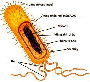 Giải bài tập trang 34 SGK Sinh học lớp 10: Tế bào nhân sơ