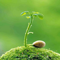 Giải bài tập trang 39 SGK Sinh học lớp 10: Tế bào nhân thực