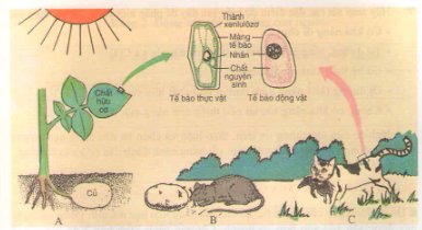 Bài tập môn Sinh học lớp 7 Bài tập môn Sinh học lớp 7