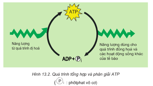 Giải bài 1, 2, 3, 4 trang 56 SGK Sinh 10: Khái quát về năng lượng và chuyển hóa vật chất