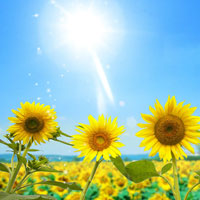 Giải bài tập trang 70 SGK Sinh học lớp 10: Quang hợp