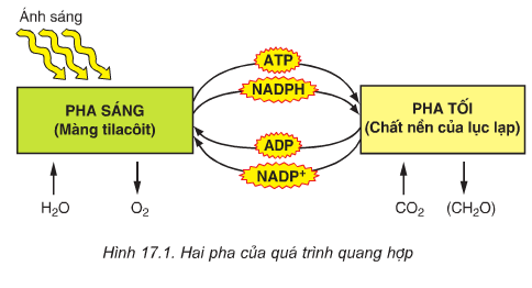Giải bài tập trang 70 SGK Sinh học lớp 10: Quang hợp Giải bài tập trang 70 SGK Sinh học lớp 10: Quang hợp