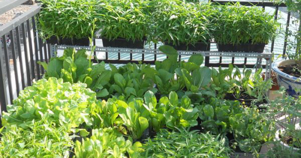 Tả về vườn rau nhà em