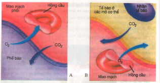 Bài tập môn sinh học lớp 8