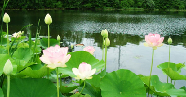 Vẻ đẹp tâm hồn Nguyễn Trãi qua bài Cảnh ngày hè Vẻ đẹp tâm hồn Nguyễn Trãi qua bài Cảnh ngày hè