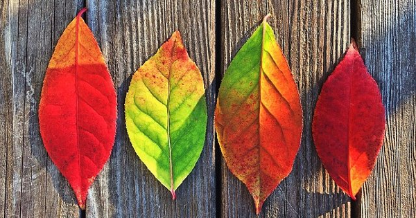 Mẹo hay để viết chuẩn chính tả tiếng Anh 13 quy tắc sử dụng dấu phẩy trong tiếng Anh mà bạn nhất định phải biết