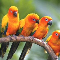 Đề cương ôn thi học kì 1 môn Tiếng Anh lớp 8 trường THCS Phước Nguyên, Bà Rịa Vũng Tàu