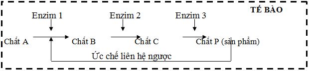 Đề thi giáo viên dạy giỏi môn Sinh học cấp THPT có đáp án