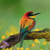 Đề thi giữa học kì 1 môn Tiếng Anh lớp 12 trường THPT Lý Thái Tổ, Bắc Ninh năm học 2016 - 2017 CÓ ĐÁP ÁN