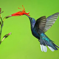 Đề thi chọn HSG cấp trường môn Tiếng Anh lớp 12 trường THPT Lý Thái Tổ, Bắc Ninh năm học 2016 - 2017 có đáp án