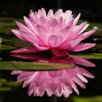 Đề thi học kì 1 môn Toán, Tiếng Việt lớp 1 trường tiểu học Tam Hưng, Hà Nội năm 2015 - 2016