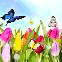 Đề thi giữa học kì 1 môn Tiếng Anh lớp 11 trường THPT Đông Tiền Hải, Thái Bình năm học 2016 - 2017 có đáp án