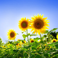 Bài tập tự luận Tiếng Anh lớp 12 Unit 6 Future Jobs