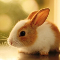 Đề thi học kì 1 môn Toán lớp 5 trường tiểu học Sơn Đông, Đăk Lăk năm 2015 - 2016