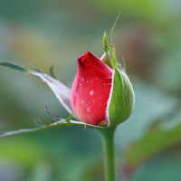 Bài tập trắc nghiệm Tiếng Anh lớp 6 Unit 8 Out And About